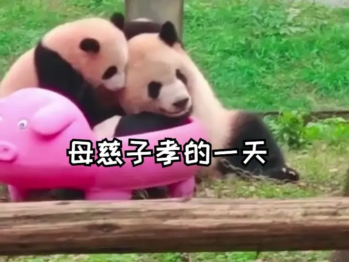 母慈子孝打一生肖、常常解释落实