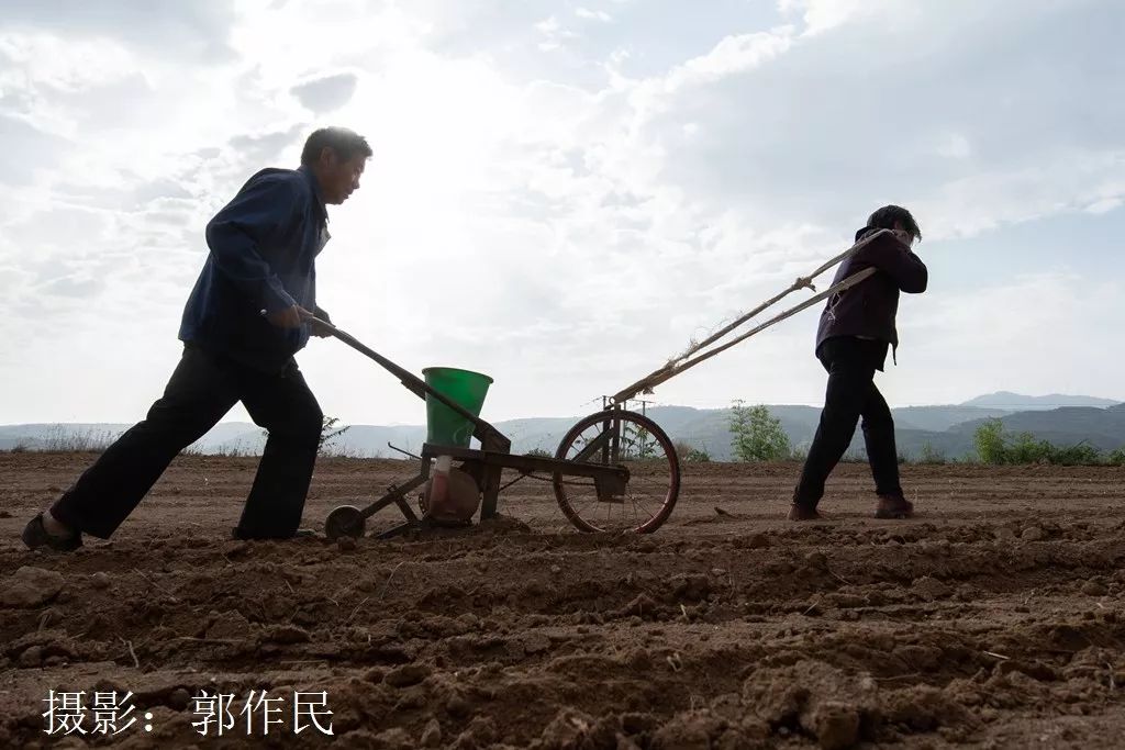 面朝黄土背朝天，生肖牛的最新解释与时代落实