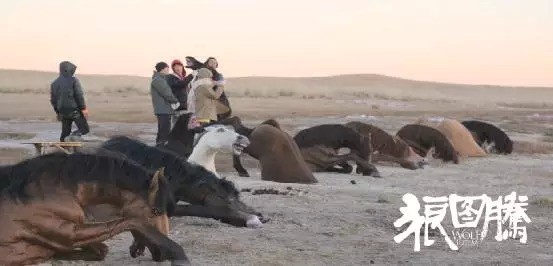 皮开肉绽，揭秘与生肖动物相关的神秘面纱