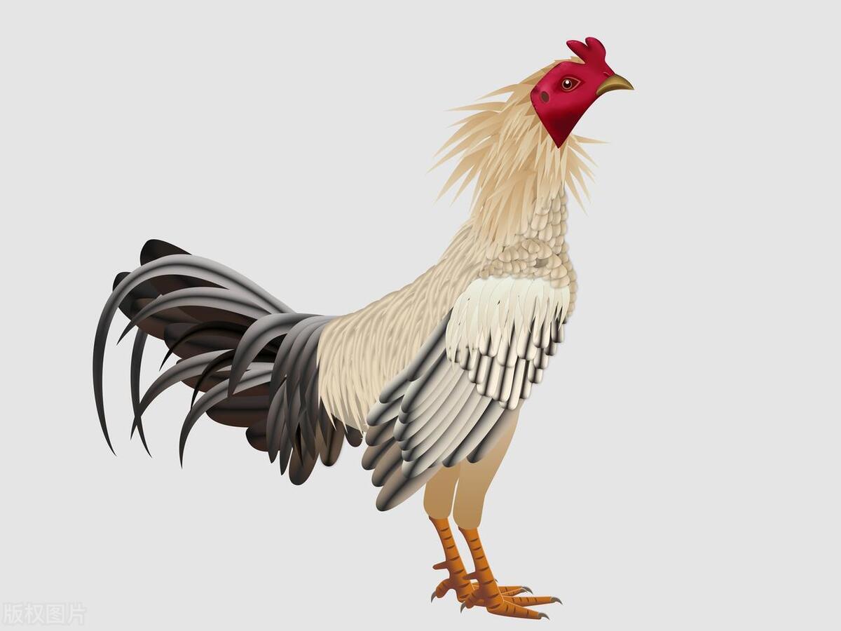 万马奔腾，生肖之谜与团结力量的深刻寓意