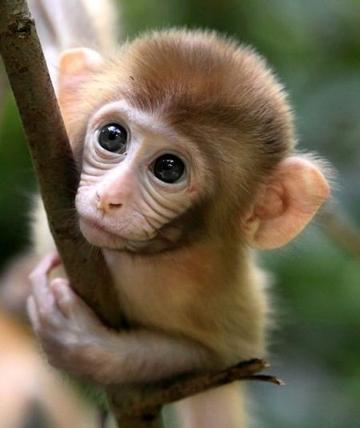 坐卧不宁，揭秘生肖动物中的不安分者—猴