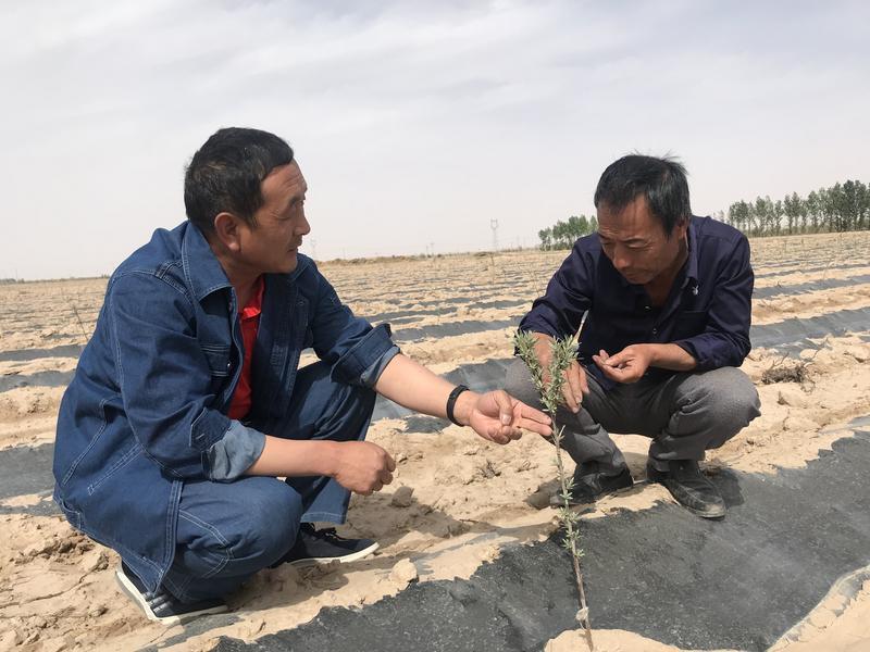 引狼入室是什么生肖动物、全面解释落实