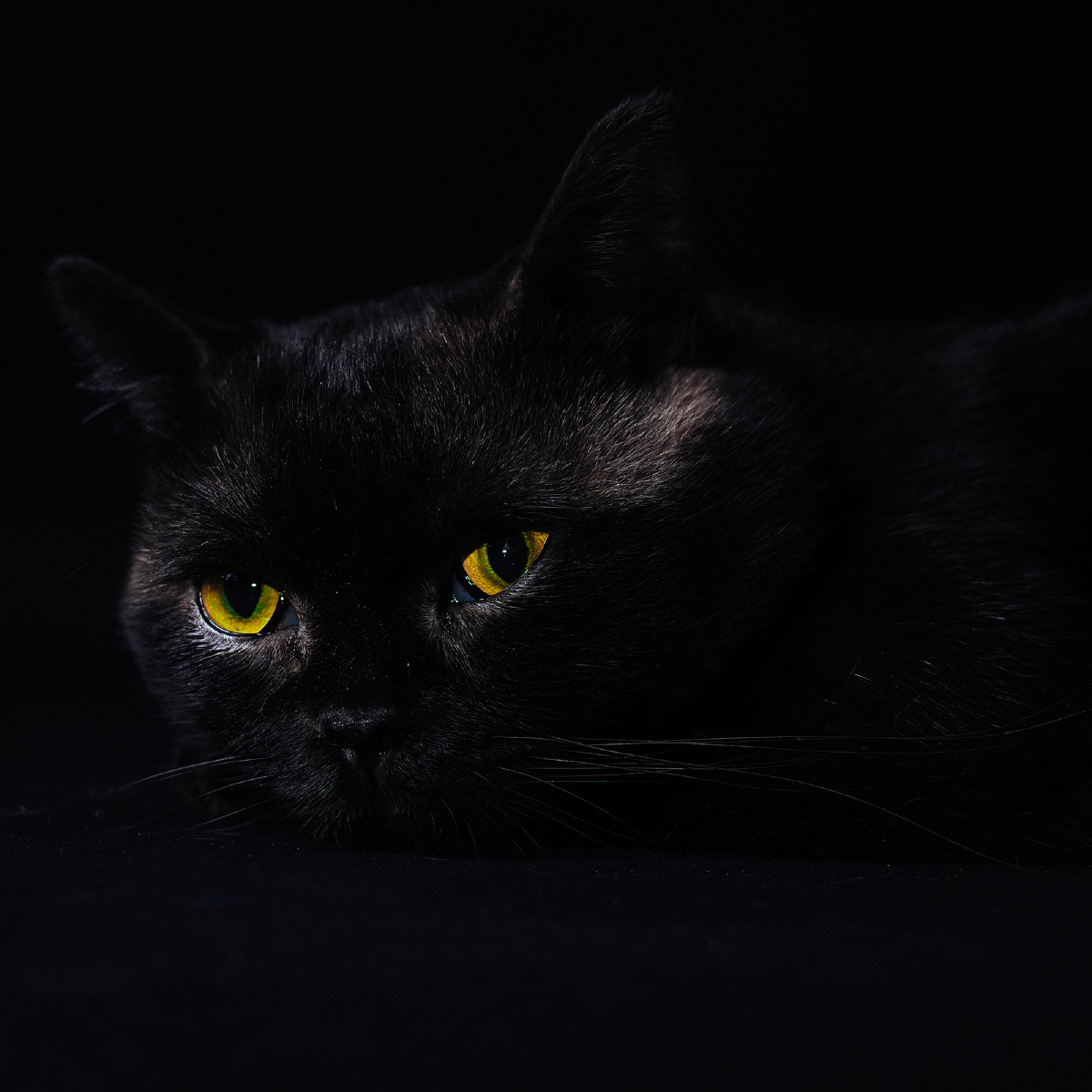 两眼墨黑，生肖之谜的深度解析