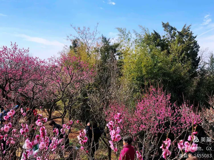 春色红梅香万树，生肖新解与文化传承的深度融合