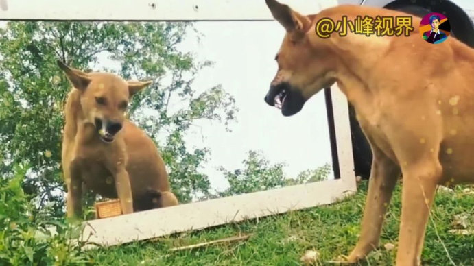 原形毕露是什么生肖、理性解释落实